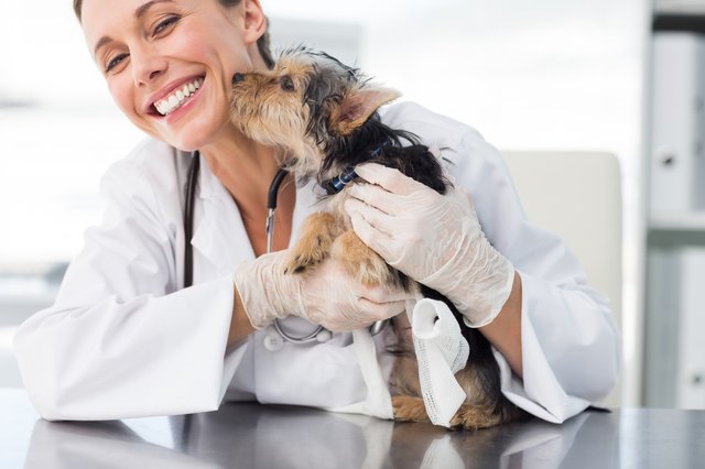 Puppy kissing female vet