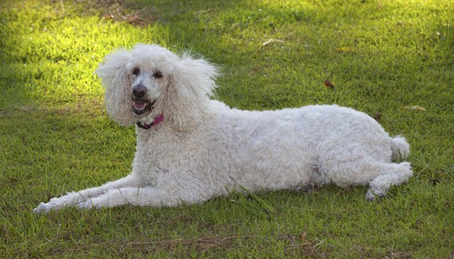 Laying dog
