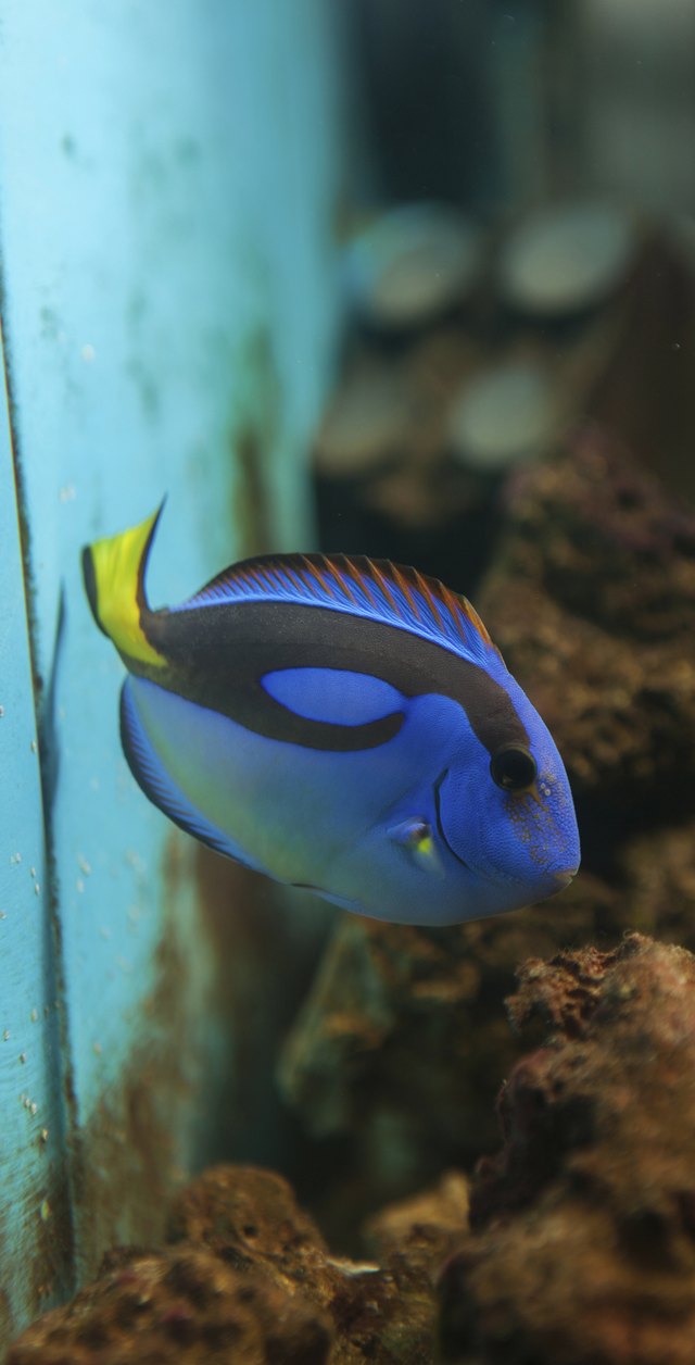 Blue Tang ( Surgeonfish )