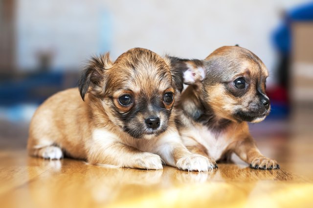 small Chihuahua puppies on floor