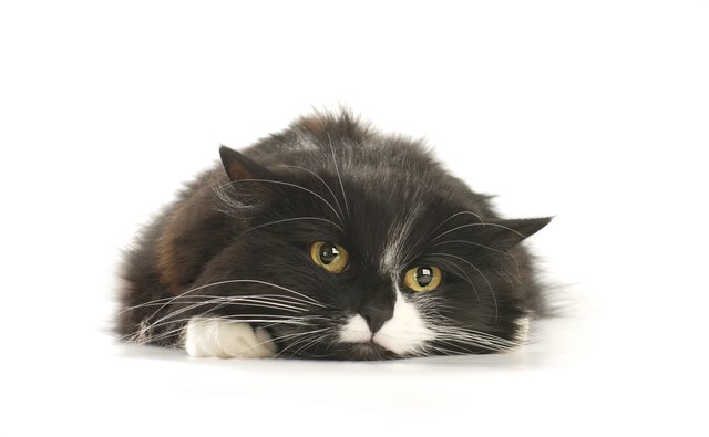 39 Top Photos Cat Intestinal Blockage Reddit : Bowel Obstruction/Intestinal Blockage in cats - PDSA