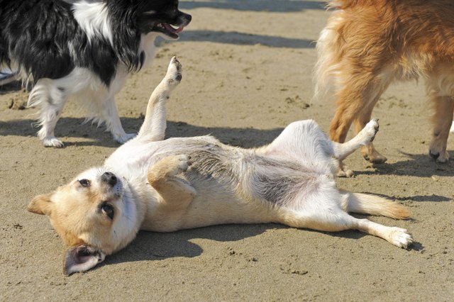 chihuahua on the beach