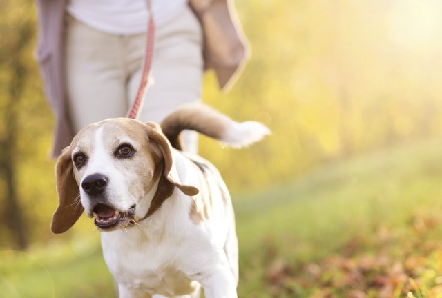 Dog walk