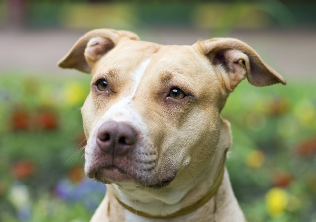 American Pit Bull Terrier close-up