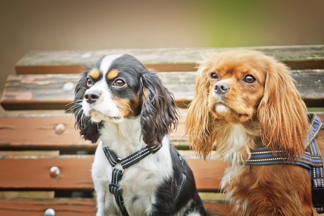 Cavalier king charles spaniel dogs
