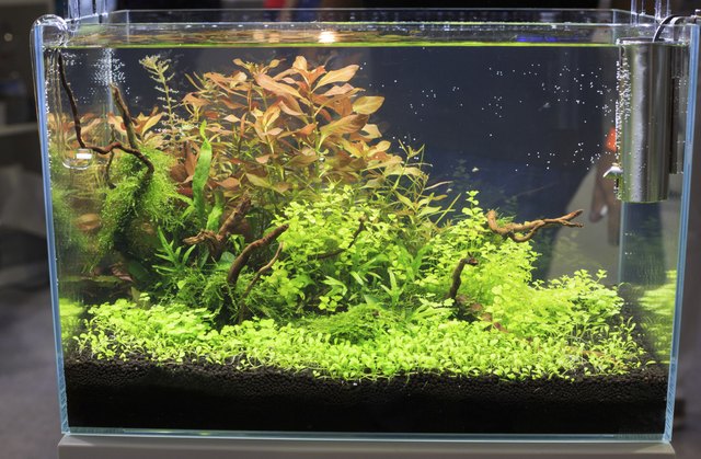 planted freshwater aquarium