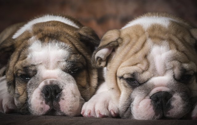cute puppies