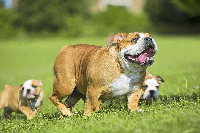 Two Cute bulldog puppies following their mother