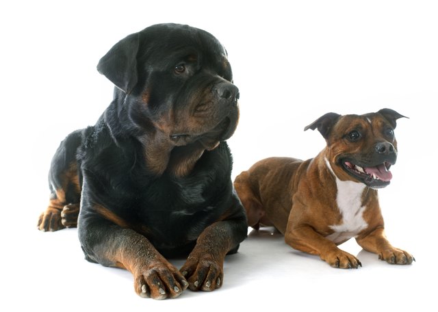 Staffordshire bull terrierand rottweiler in front of white background