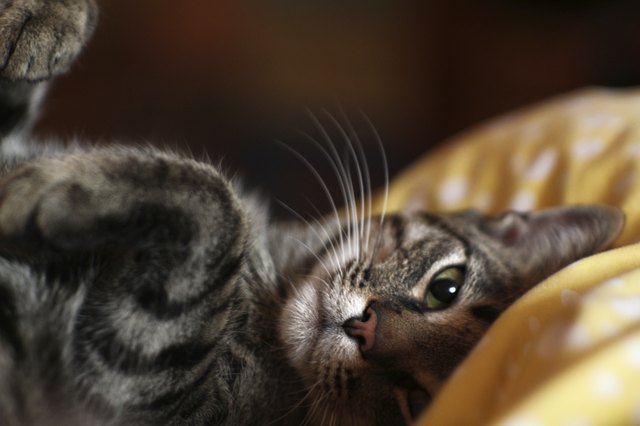 Sweet cat sleeping and resting