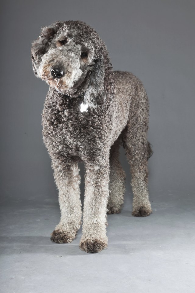 Grey labradoodle against grey background.