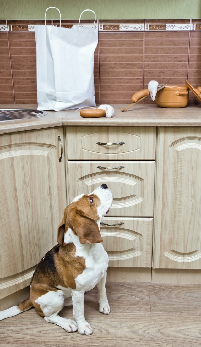 Kitchen pilferers