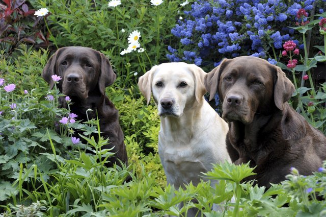 labradors in the flowers