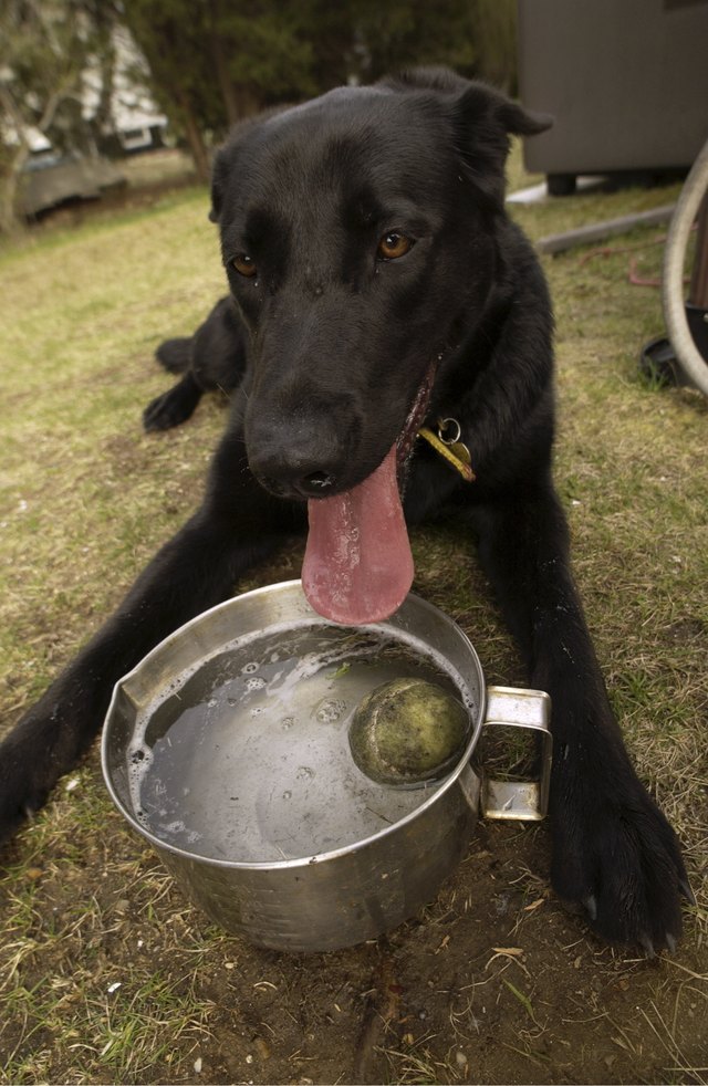 Thirsty Dog