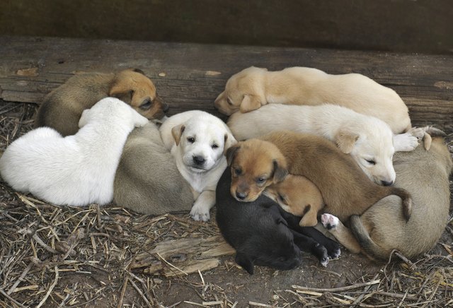 Litter of Ten Puppies