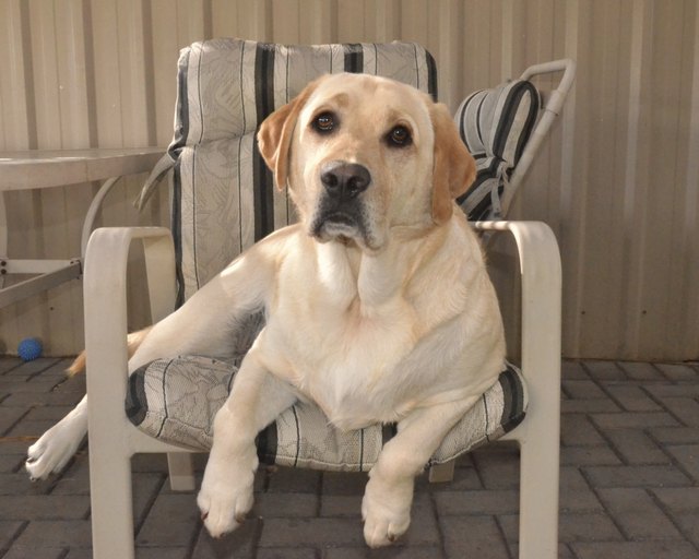 Comfortable Labrador