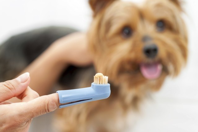 Hand holding dog toothbrush.