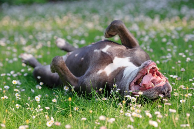 dog
