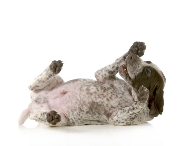 playful puppy