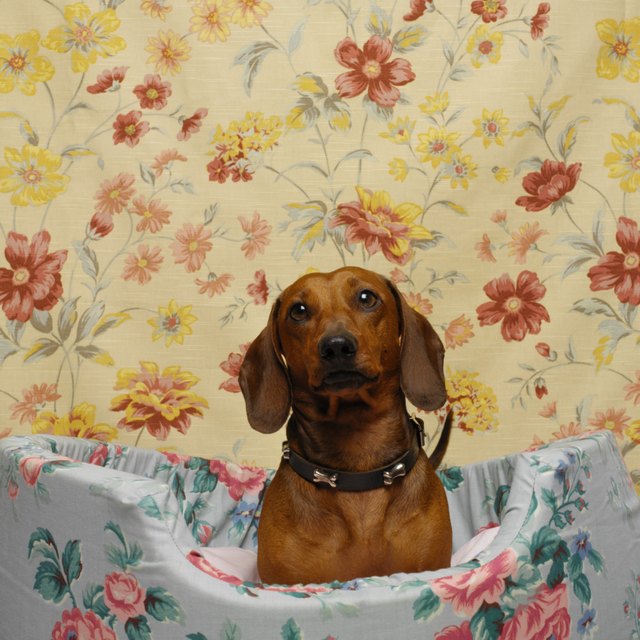 close up view of a daschund