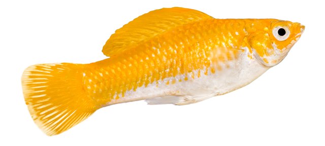 Yellow Molly