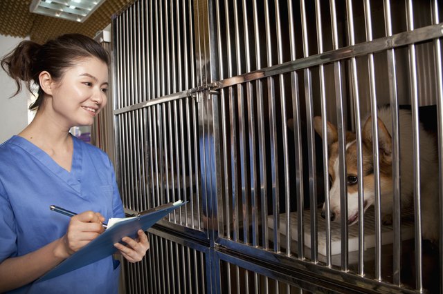 Veterinarian filling out medical chart