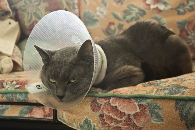 Cat with Elizabethan Collar
