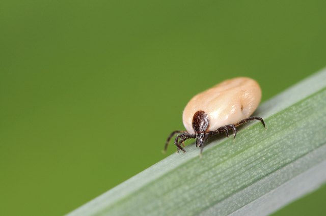 Tick
