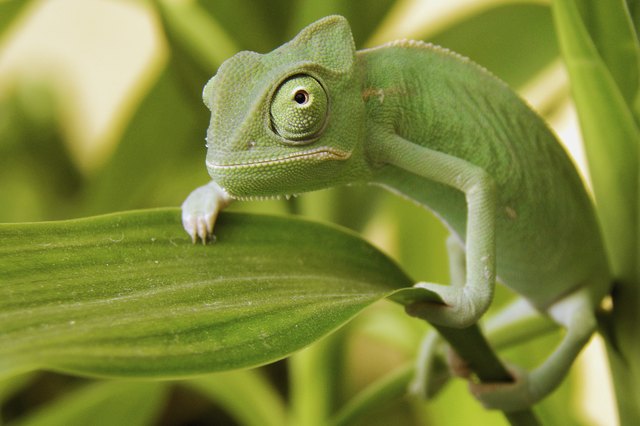 Yemen Chameleon