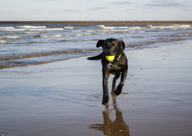 Black Labrador playing on beach