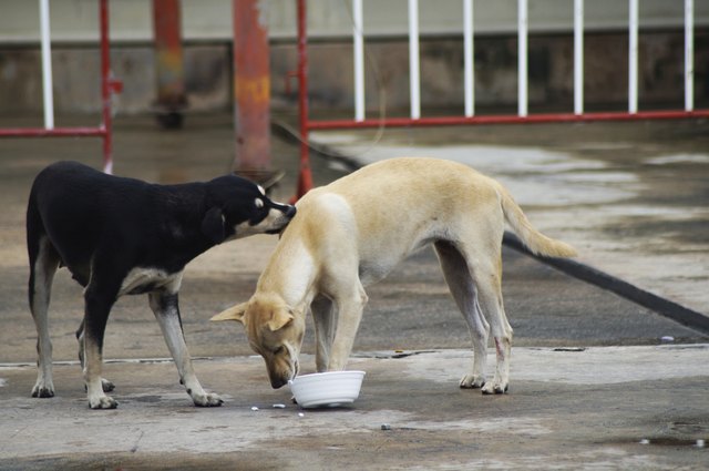 Feral dog