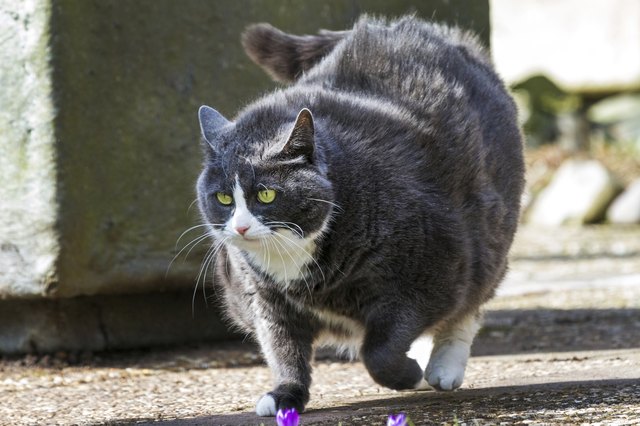 Obese walk