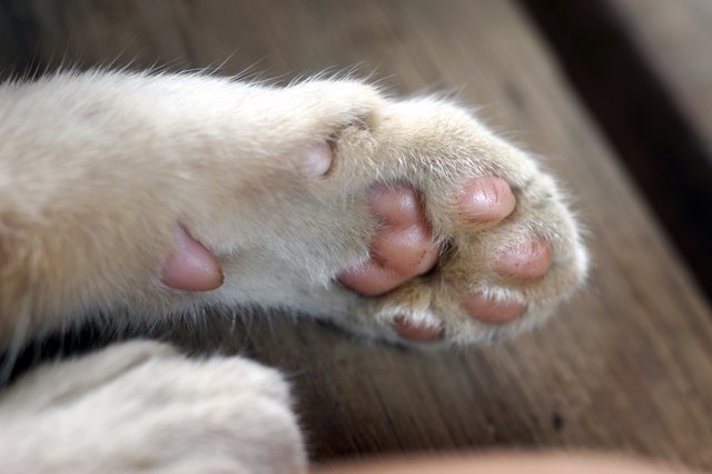 clean how kitten to fungus a Wounded Pad  to  Cuteness Cat Treat How