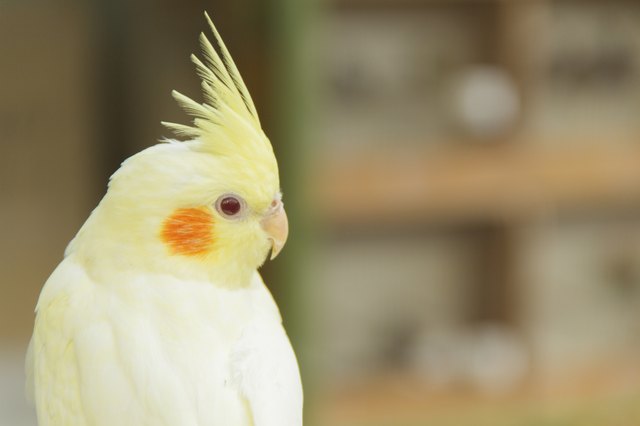 Blushing Cockatiel