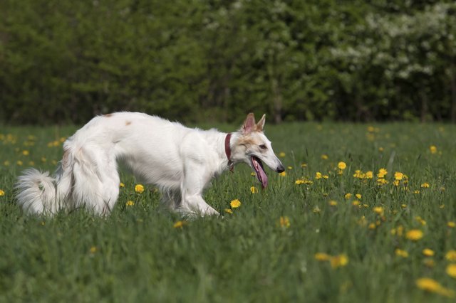 Russian wolfhound