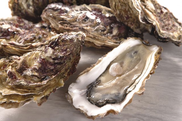 Oyster