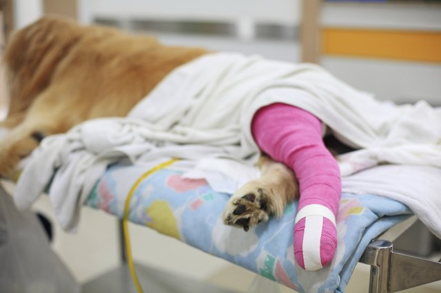 ACL Surgery for Dogs | Cuteness