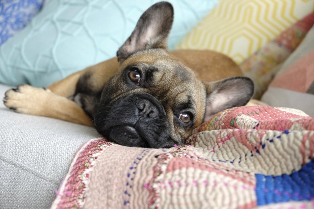 French Bulldog on Couch