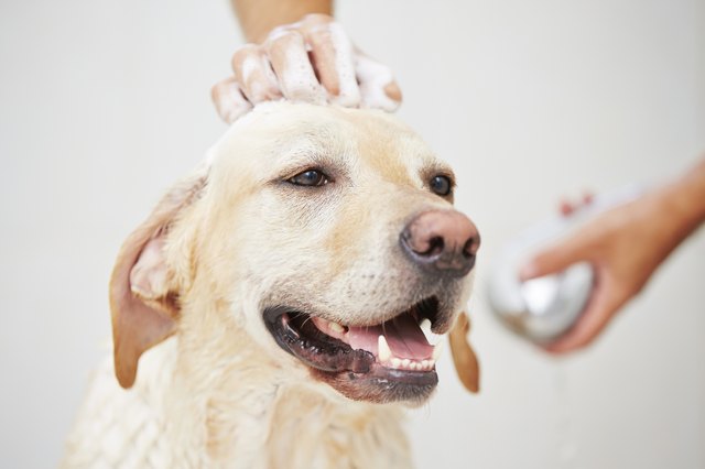 Dog in shower