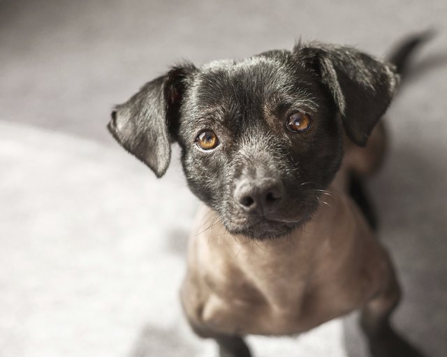 Puppy dog looking straight to the camera