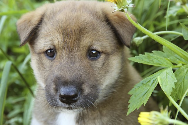 puppy