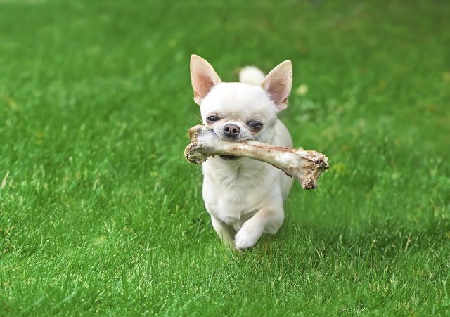 chuhuahua and bone on a summer day