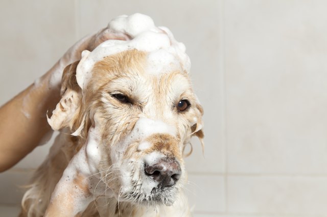 Bathroom to a dog