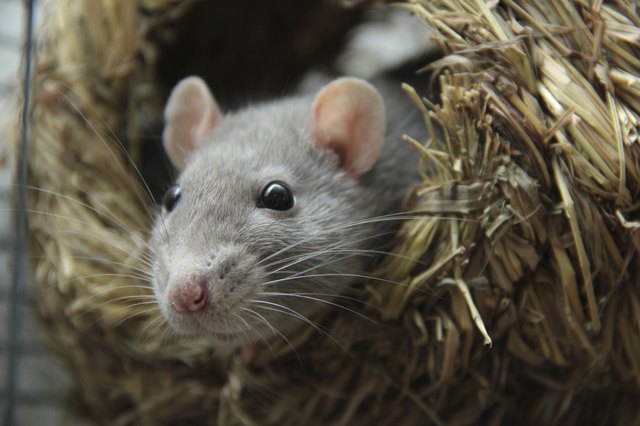 Rat