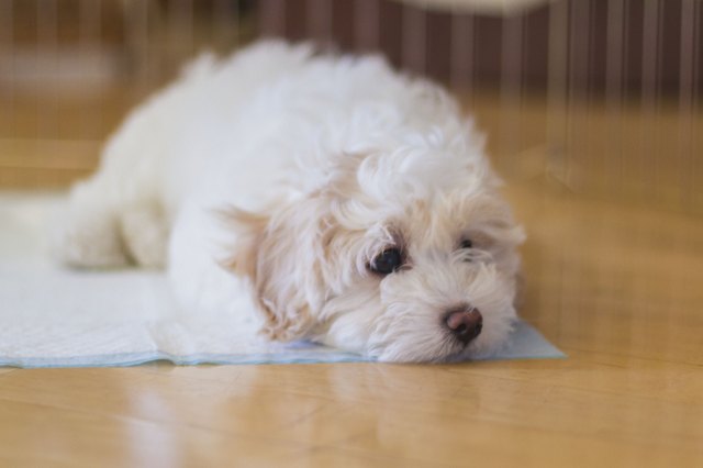Puppy Dog