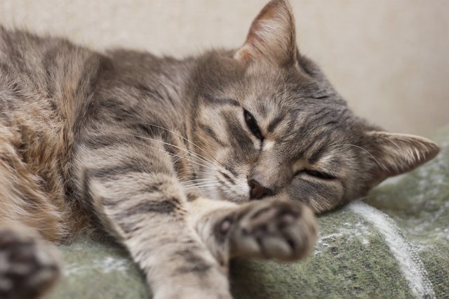 sleeping cat