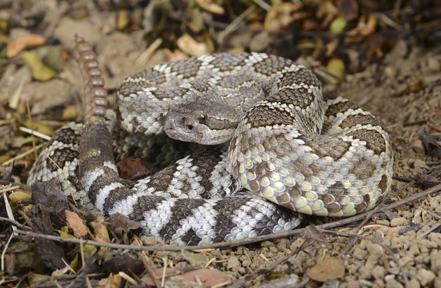 Southern Pacific Rattlesnake (Crotalus viridis helleri).