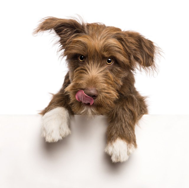 Isolated crossbreed leaning on a white panel and licking