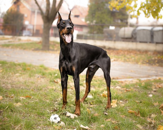 portrait of male doberman with ball