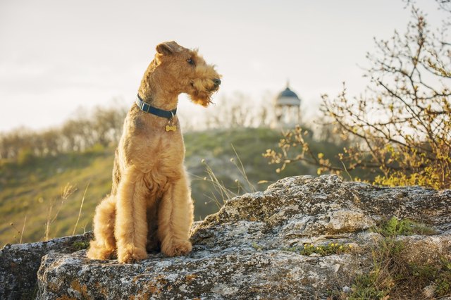 airedale terrier